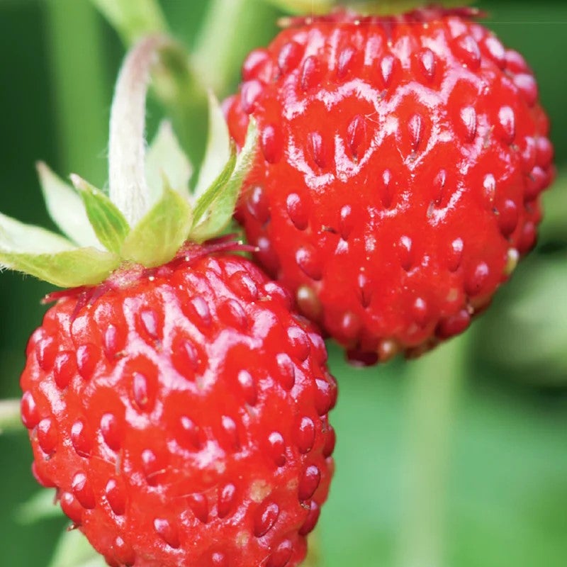 McKenzie Seeds Strawberry Alpine | GROWMART CANADA